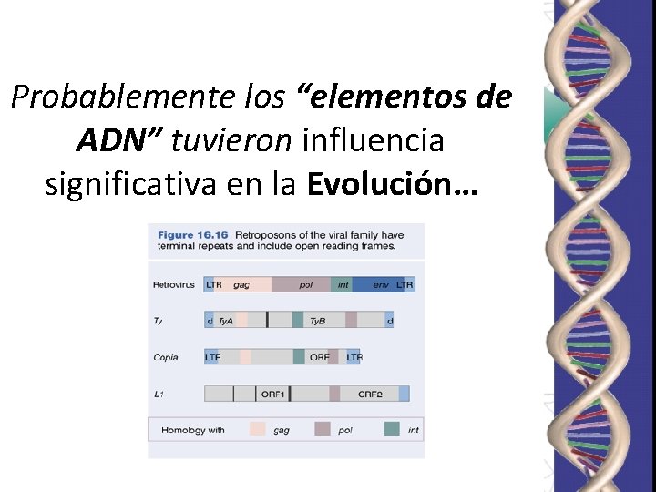Probablemente los “elementos de ADN” tuvieron influencia significativa en la Evolución… Probablemente los “elementos de ADN” tuvieron influencia significativa en la Evolución…