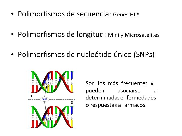 • Polimorfismos de secuencia: Genes HLA • Polimorfismos de longitud: Mini y Microsatélites • Polimorfismos de secuencia: Genes HLA • Polimorfismos de longitud: Mini y Microsatélites