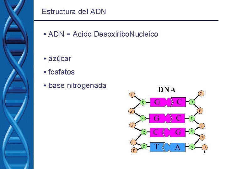 Estructura del ADN • ADN = Acido Desoxiribo. Nucleico • azúcar • fosfatos • Estructura del ADN • ADN = Acido Desoxiribo. Nucleico • azúcar • fosfatos •