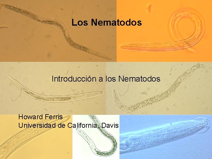 Los Nematodos Introducción a los Nematodos Howard Ferris Universidad de California, Davis Los Nematodos Introducción a los Nematodos Howard Ferris Universidad de California, Davis