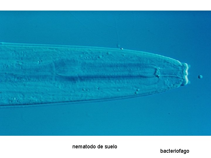 nematodo de suelo bacteriofago nematodo de suelo bacteriofago