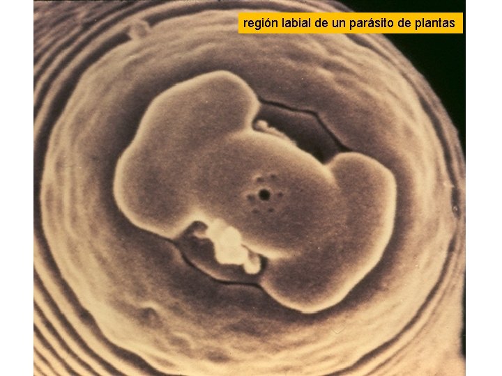 región labial de un parásito de plantas región labial de un parásito de plantas