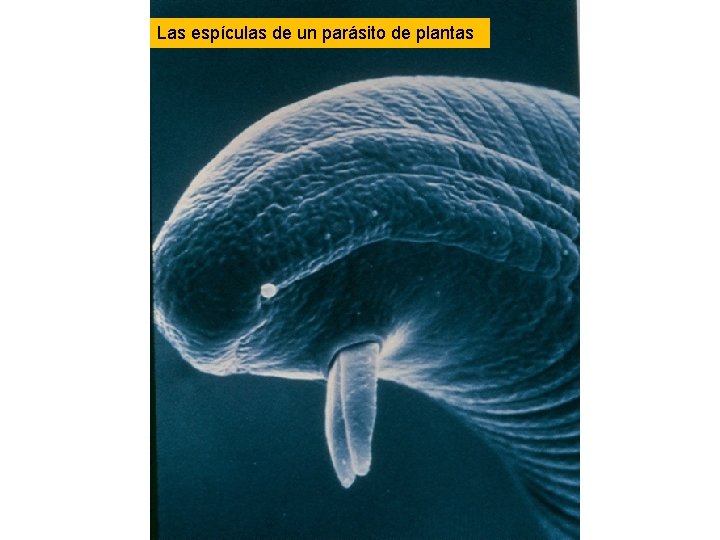 Las espículas de un parásito de plantas Las espículas de un parásito de plantas