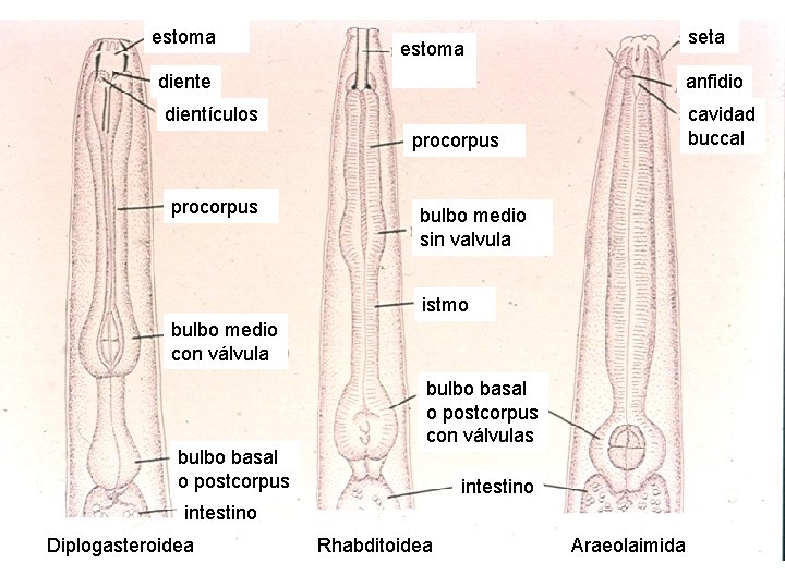 estoma diente anfidio dientículos procorpus seta cavidad buccal bulbo medio sin valvula istmo bulbo estoma diente anfidio dientículos procorpus seta cavidad buccal bulbo medio sin valvula istmo bulbo