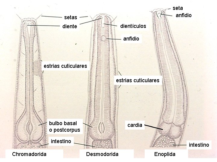 seta anfidio setas dientículos diente anfidio estrias cuticulares bulbo basal o postcorpus cardia intestino seta anfidio setas dientículos diente anfidio estrias cuticulares bulbo basal o postcorpus cardia intestino