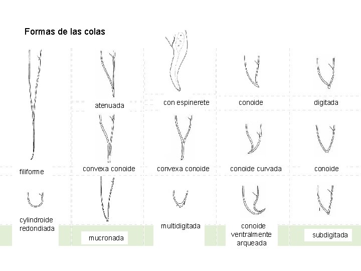 Formas de las colas atenuada filiforme convexa conoide cylindroide redondiada con espinerete Con spinneret Formas de las colas atenuada filiforme convexa conoide cylindroide redondiada con espinerete Con spinneret