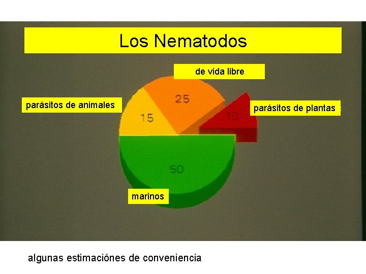 Los Nematodos de vida libre parásitos de animales parásitos de plantas marinos algunas estimaciónes Los Nematodos de vida libre parásitos de animales parásitos de plantas marinos algunas estimaciónes