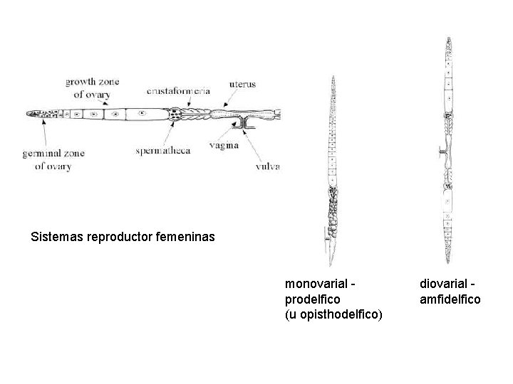 Sistemas reproductor femeninas monovarial prodelfico (u opisthodelfico) diovarial amfidelfico Sistemas reproductor femeninas monovarial prodelfico (u opisthodelfico) diovarial amfidelfico