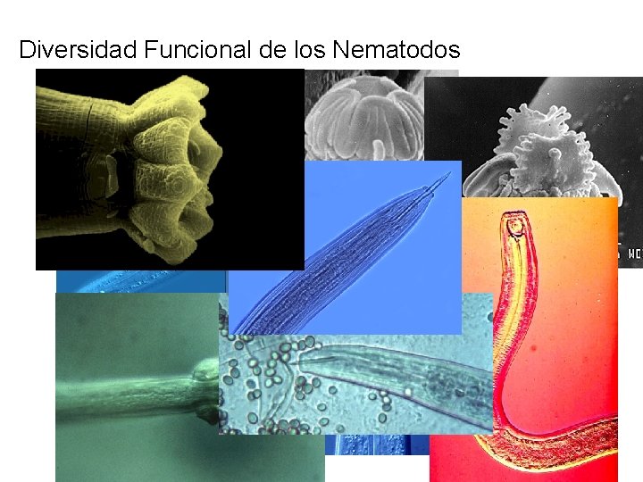 Diversidad Funcional de los Nematodos Diversidad Funcional de los Nematodos