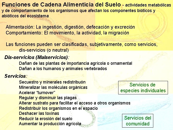 Funciones de Cadena Alimenticia del Suelo - actividades metabólicas y de comportamiento de los Funciones de Cadena Alimenticia del Suelo - actividades metabólicas y de comportamiento de los