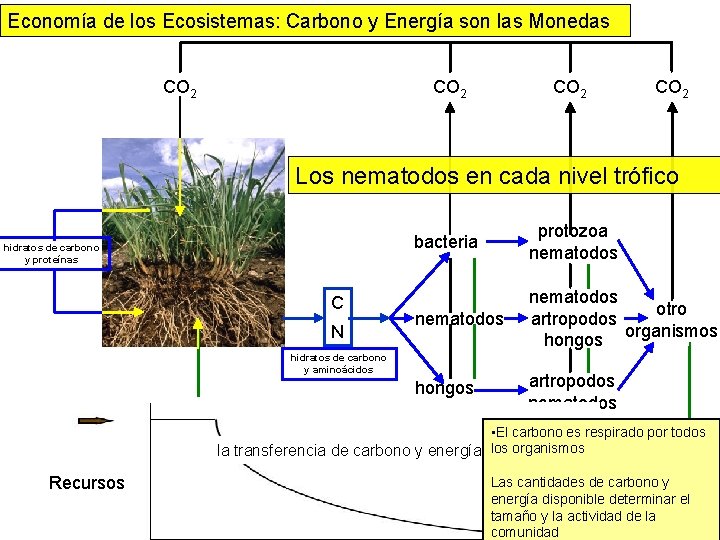Economía de los Ecosistemas: Carbono y Energía son las Monedas CO 2 Los nematodos Economía de los Ecosistemas: Carbono y Energía son las Monedas CO 2 Los nematodos
