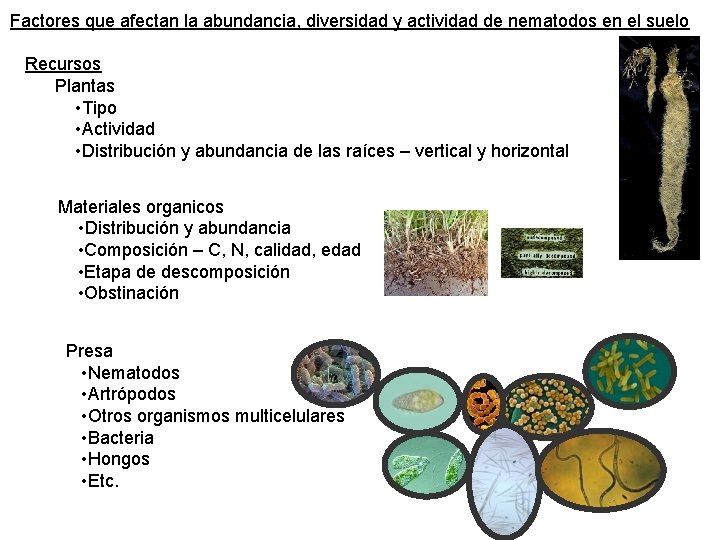 Factores que afectan la abundancia, diversidad y actividad de nematodos en el suelo Recursos Factores que afectan la abundancia, diversidad y actividad de nematodos en el suelo Recursos