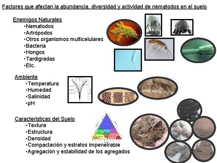 Factores que afectan la abundancia, diversidad y actividad de nematodos en el suelo Enemigos Factores que afectan la abundancia, diversidad y actividad de nematodos en el suelo Enemigos