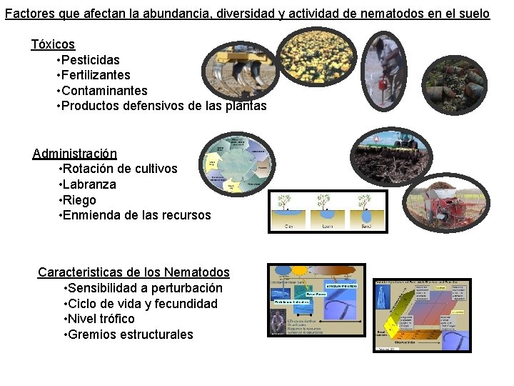 Factores que afectan la abundancia, diversidad y actividad de nematodos en el suelo Tóxicos Factores que afectan la abundancia, diversidad y actividad de nematodos en el suelo Tóxicos