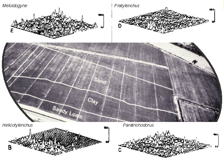 Meloidogyne factores que afectan a los patrones espaciales Pratylenchus la textura del suelo Helicotylenchus Meloidogyne factores que afectan a los patrones espaciales Pratylenchus la textura del suelo Helicotylenchus