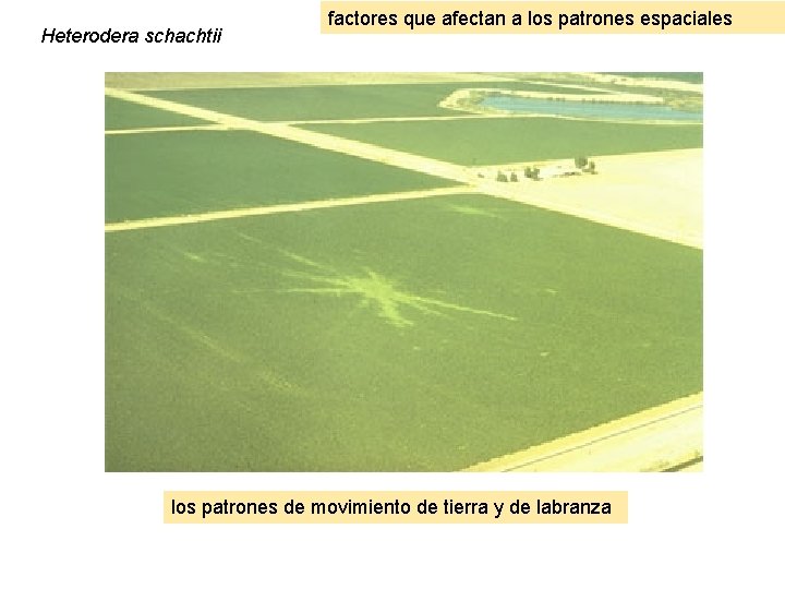 Heterodera schachtii factores que afectan a los patrones espaciales los patrones de movimiento de Heterodera schachtii factores que afectan a los patrones espaciales los patrones de movimiento de