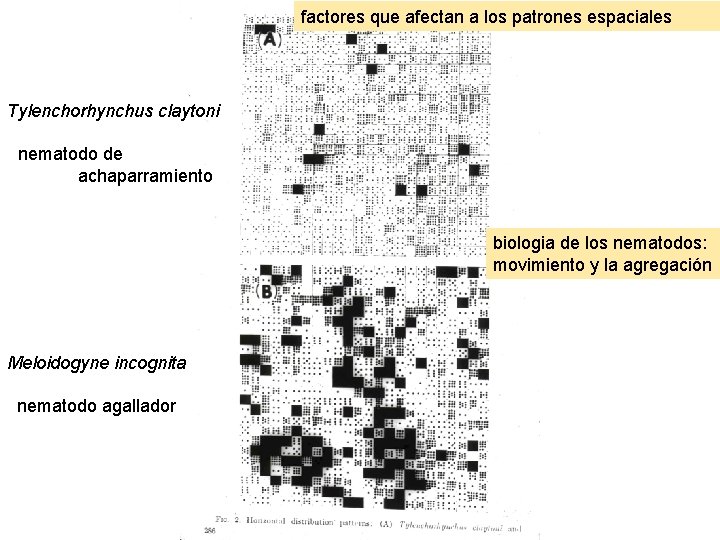 factores que afectan a los patrones espaciales Tylenchorhynchus claytoni nematodo de achaparramiento biologia de factores que afectan a los patrones espaciales Tylenchorhynchus claytoni nematodo de achaparramiento biologia de