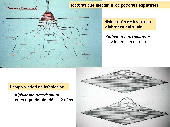 factores que afectan a los patrones espaciales distribución de las raices y labranza del factores que afectan a los patrones espaciales distribución de las raices y labranza del