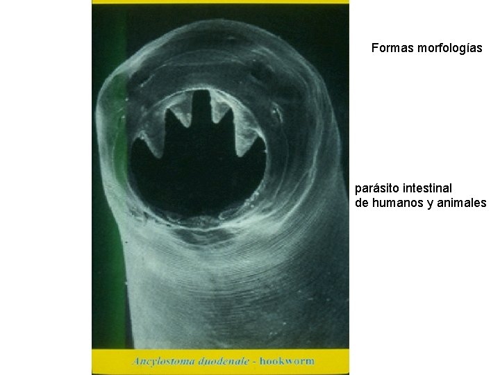 Formas morfologías parásito intestinal de humanos y animales Formas morfologías parásito intestinal de humanos y animales