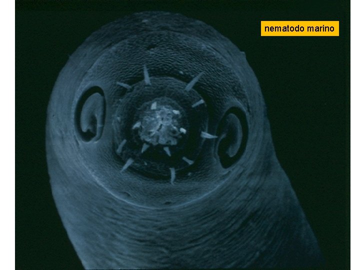 nematodo marino nematodo marino