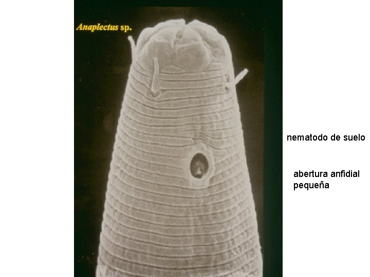 nematodo de suelo abertura anfidial pequeña nematodo de suelo abertura anfidial pequeña