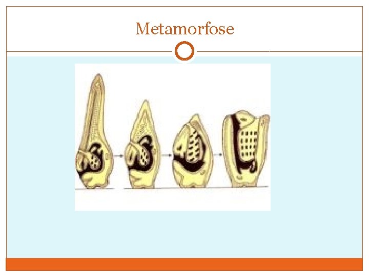 Metamorfose 