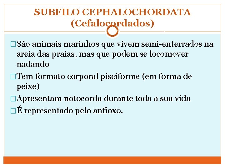 SUBFILO CEPHALOCHORDATA (Cefalocordados) �São animais marinhos que vivem semi-enterrados na areia das praias, mas