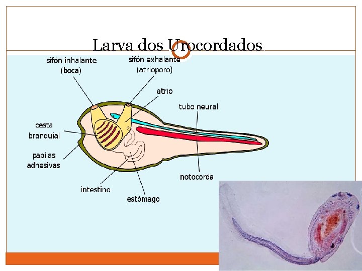 Larva dos Urocordados 