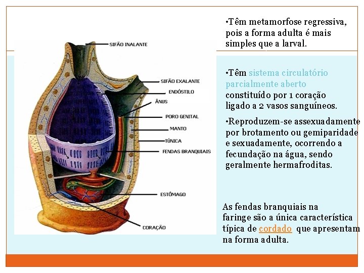  • Têm metamorfose regressiva, pois a forma adulta é mais simples que a