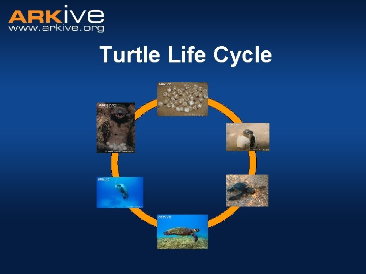 Turtle Life Cycle 