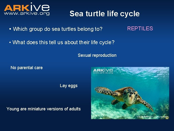 Sea turtle life cycle • Which group do sea turtles belong to? • What