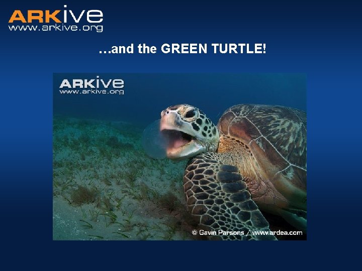 …and the GREEN TURTLE! 