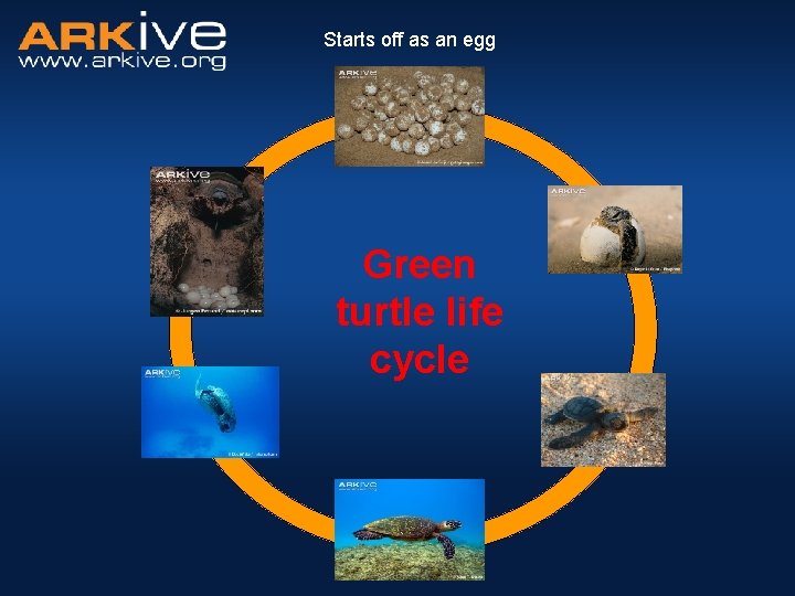 Starts off as an egg Green turtle life cycle 