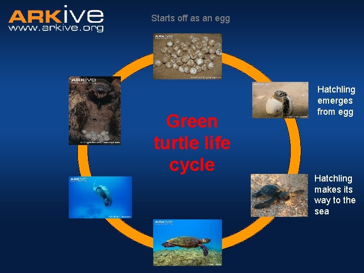 Starts off as an egg Green turtle life cycle Hatchling emerges from egg Hatchling