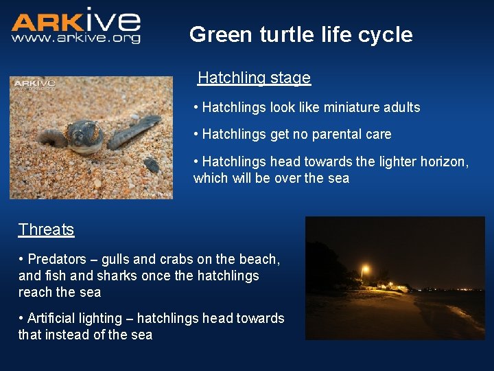 Green turtle life cycle Hatchling stage • Hatchlings look like miniature adults • Hatchlings