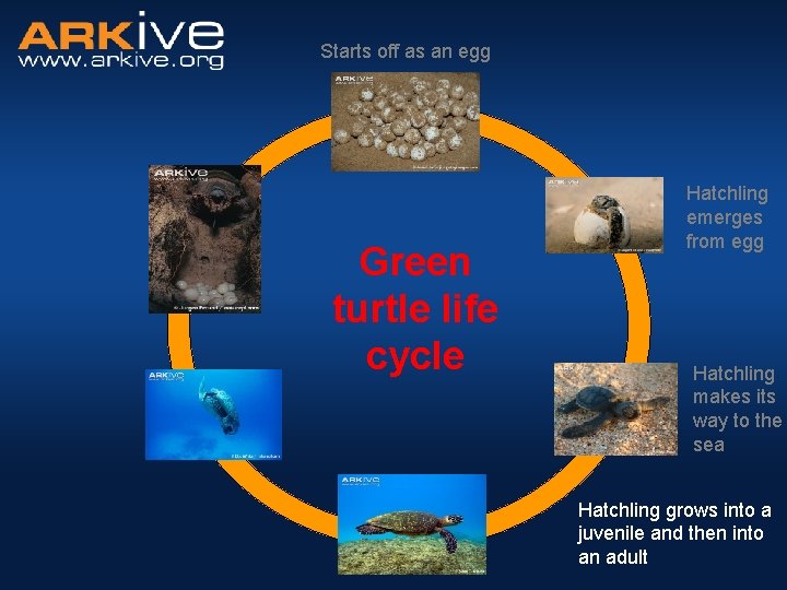 Starts off as an egg Green turtle life cycle Hatchling emerges from egg Hatchling