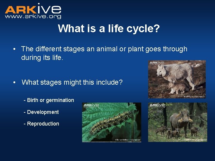 What is a life cycle? • The different stages an animal or plant goes