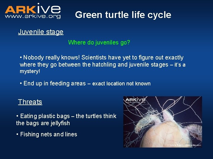 Green turtle life cycle Juvenile stage Where do juveniles go? • Nobody really knows!