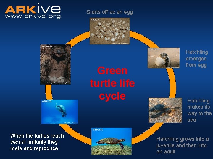 Starts off as an egg Green turtle life cycle When the turtles reach sexual