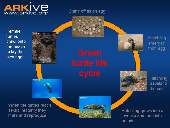 Starts off as an egg Female turtles crawl onto the beach to lay their