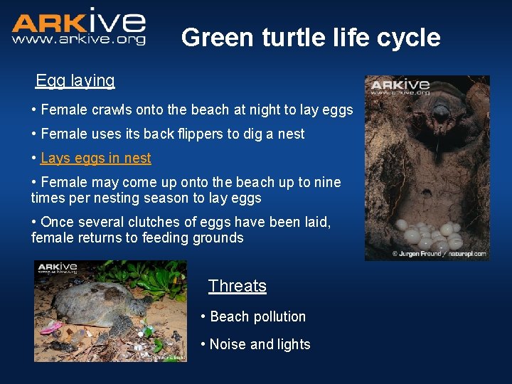 Green turtle life cycle Egg laying • Female crawls onto the beach at night