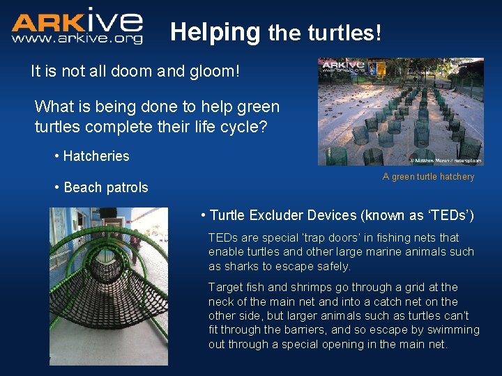 Helping the turtles! It is not all doom and gloom! What is being done