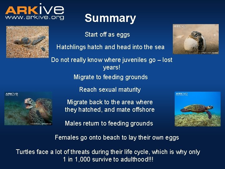 Summary Start off as eggs Hatchlings hatch and head into the sea Do not