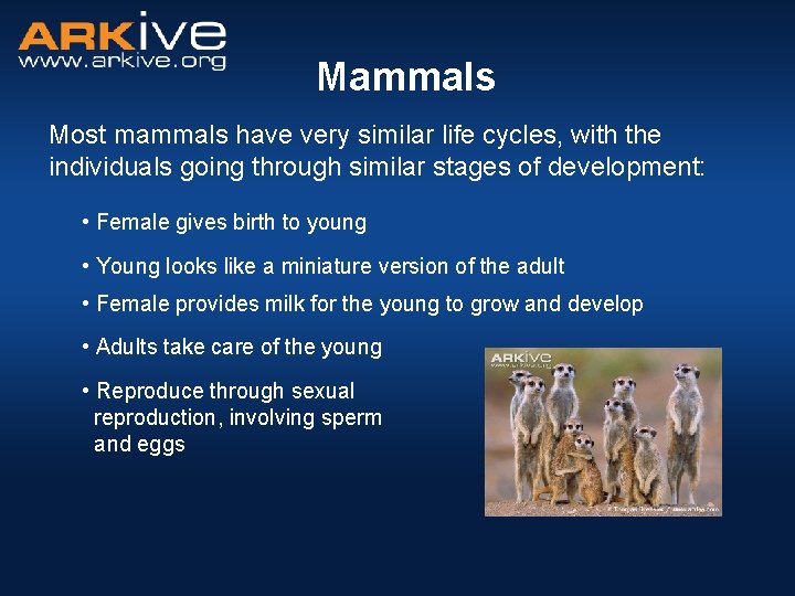 Mammals Most mammals have very similar life cycles, with the individuals going through similar