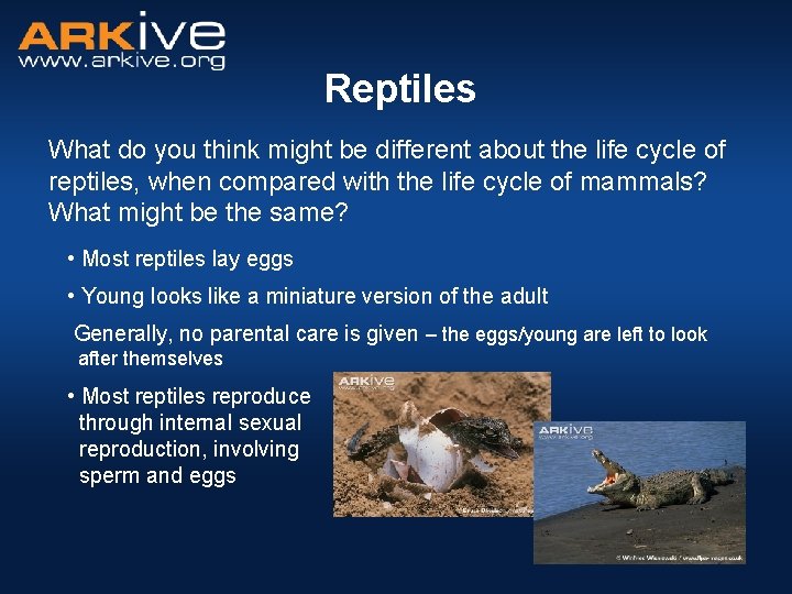 Reptiles What do you think might be different about the life cycle of reptiles,