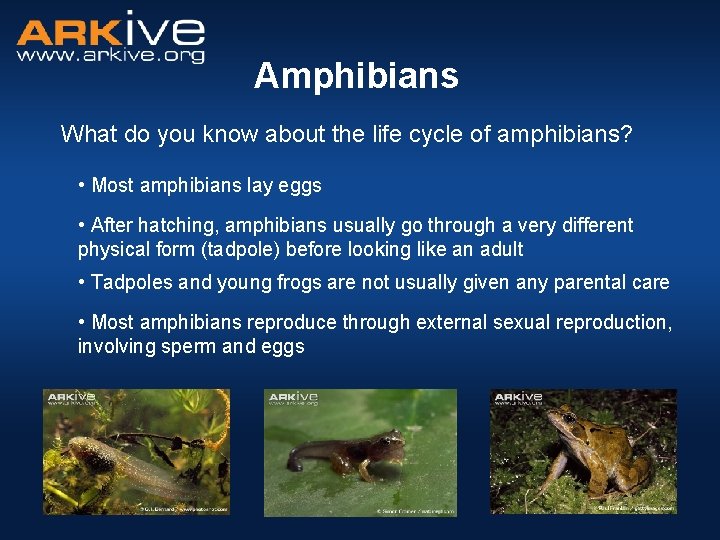 Amphibians What do you know about the life cycle of amphibians? • Most amphibians