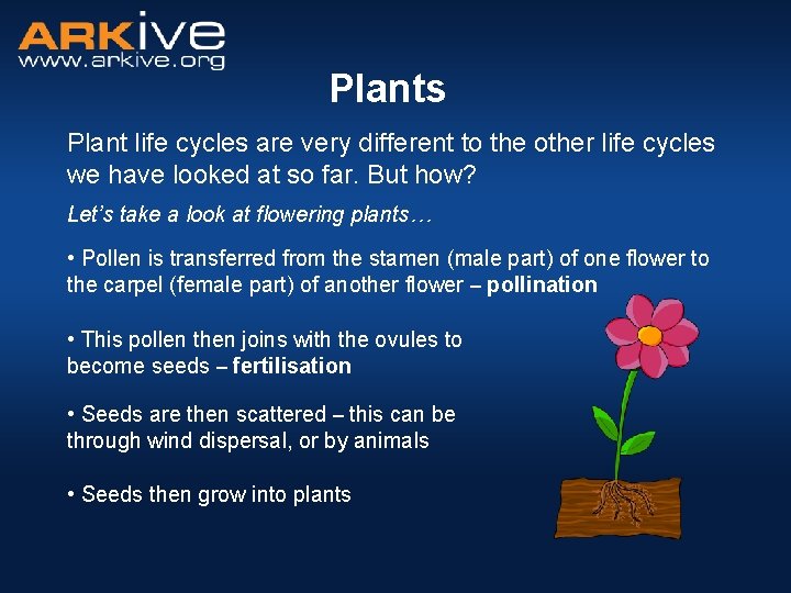 Plants Plant life cycles are very different to the other life cycles we have