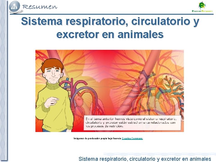 Sistema respiratorio, circulatorio y excretor en animales Imagen de fondo bajo licencia Creative Commons