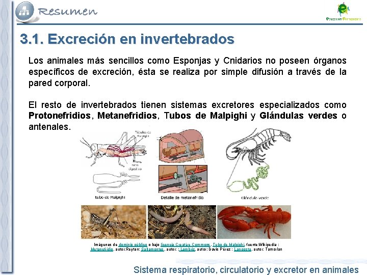 3. 1. Excreción en invertebrados Los animales más sencillos como Esponjas y Cnidarios no