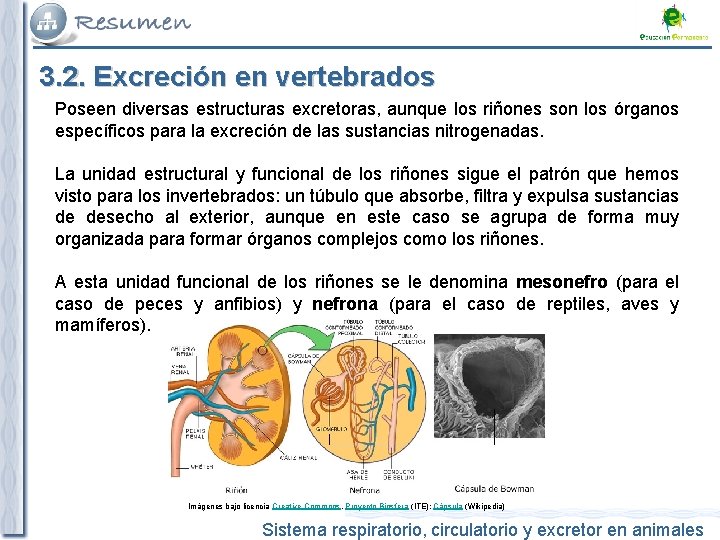 3. 2. Excreción en vertebrados Poseen diversas estructuras excretoras, aunque los riñones son los